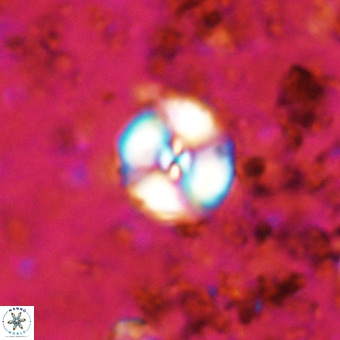 Watznaueria paenepelagicus VR 20191