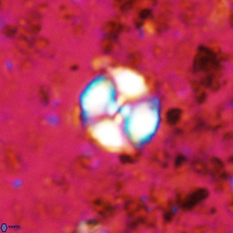 Watznaueria paenepelagicus VR 20192