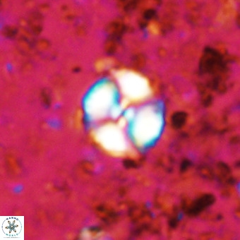 Watznaueria paenepelagicus VR 20192