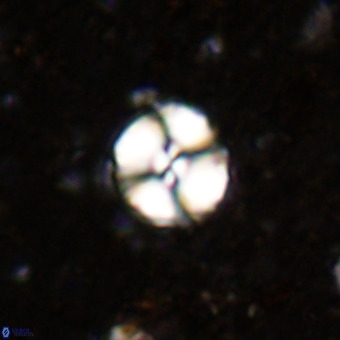 Watznaueria paenepelagicus VR 20193