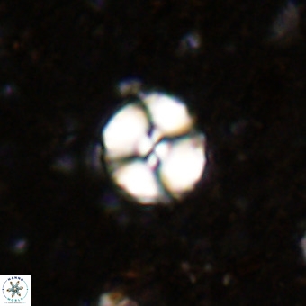 Watznaueria paenepelagicus VR 20193
