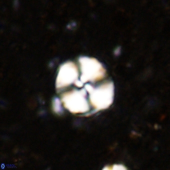 Watznaueria paenepelagicus VR 20194