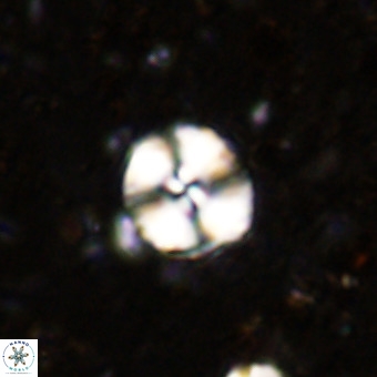 Watznaueria paenepelagicus VR 20194