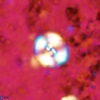 Watznaueria paenepelagicus VR 20196