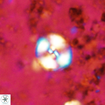Watznaueria paenepelagicus VR 20196