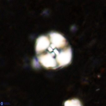 Watznaueria paenepelagicus VR 20197
