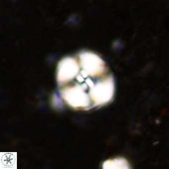 Watznaueria paenepelagicus VR 20197