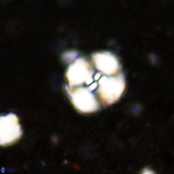 Watznaueria paenepelagicus VR 20198
