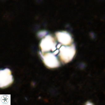 Watznaueria paenepelagicus VR 20198