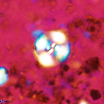 Watznaueria paenepelagicus VR 20199