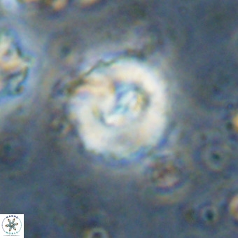 Watznaueria paenepelagicus VR 20254