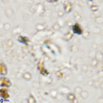 Watznaueria paenepelagicus VR 20261