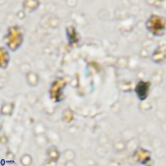 Watznaueria paenepelagicus VR 20262