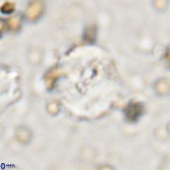 Watznaueria paenepelagicus VR 20263