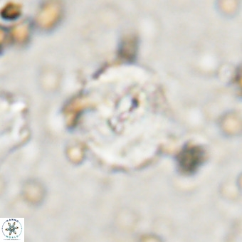 Watznaueria paenepelagicus VR 20263