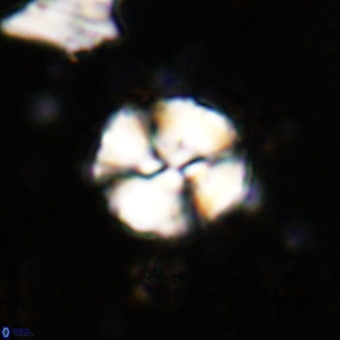 Watznaueria paenepelagicus VR 20264