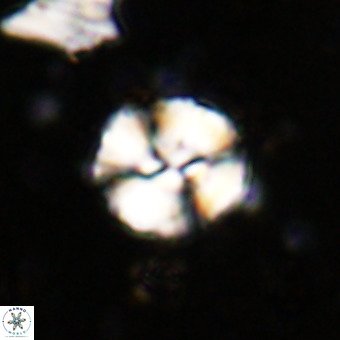 Watznaueria paenepelagicus VR 20264