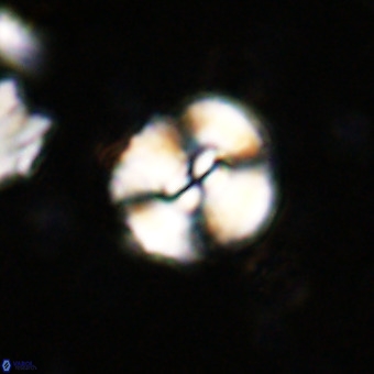 Watznaueria paenepelagicus VR 20267