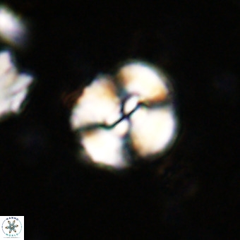 Watznaueria paenepelagicus VR 20267