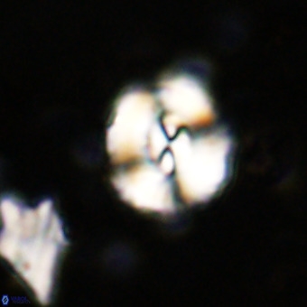 Watznaueria paenepelagicus VR 20268
