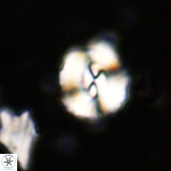 Watznaueria paenepelagicus VR 20268