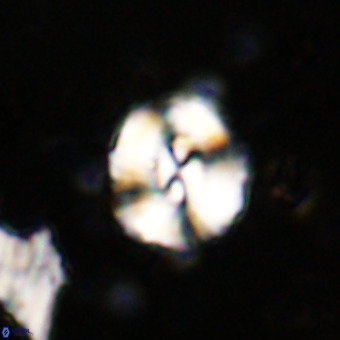 Watznaueria paenepelagicus VR 20270