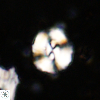 Watznaueria paenepelagicus VR 20270