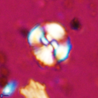 Watznaueria paenepelagicus VR 20272