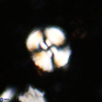 Watznaueria paenepelagicus VR 20273