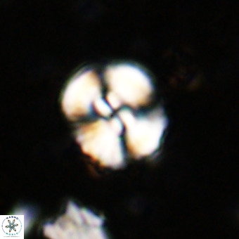 Watznaueria paenepelagicus VR 20273