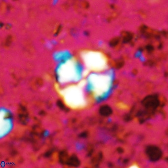 Watznaueria paenepelagicus VR 20200