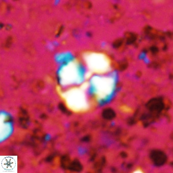 Watznaueria paenepelagicus VR 20200