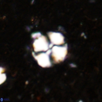 Watznaueria paenepelagicus VR 20201