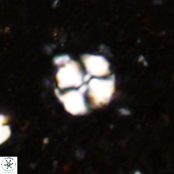 Watznaueria paenepelagicus VR 20201