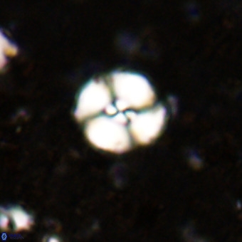 Watznaueria paenepelagicus VR 20202