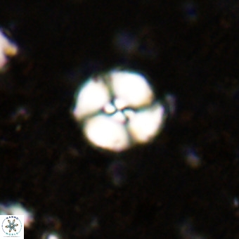 Watznaueria paenepelagicus VR 20202