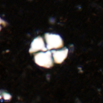 Watznaueria paenepelagicus VR 20204