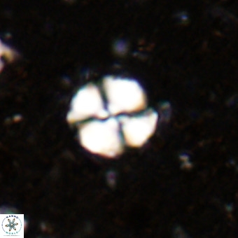 Watznaueria paenepelagicus VR 20204