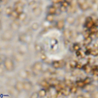 Watznaueria paenepelagicus VR 20207