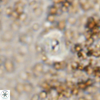 Watznaueria paenepelagicus VR 20207