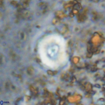 Watznaueria paenepelagicus VR 20210