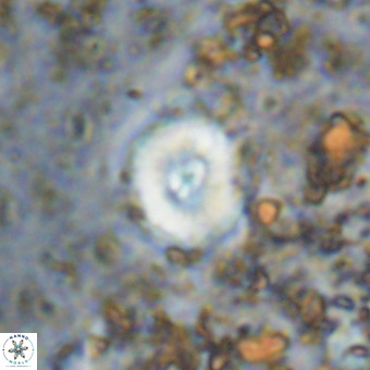 Watznaueria paenepelagicus VR 20210