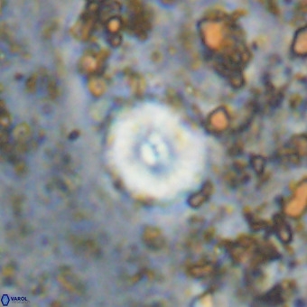 Watznaueria paenepelagicus VR 20211