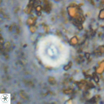 Watznaueria paenepelagicus VR 20211