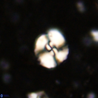 Watznaueria paenepelagicus VR 20391
