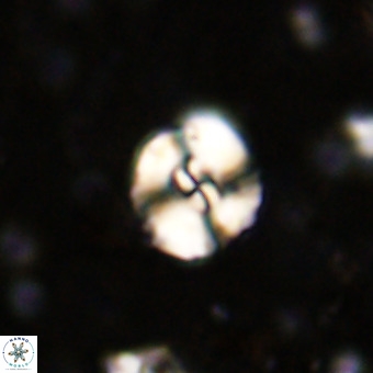 Watznaueria paenepelagicus VR 20391