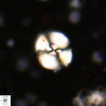 Watznaueria paenepelagicus VR 20394