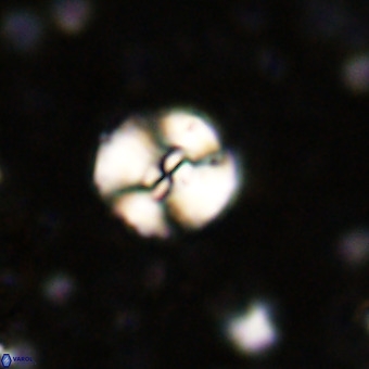 Watznaueria paenepelagicus VR 20398