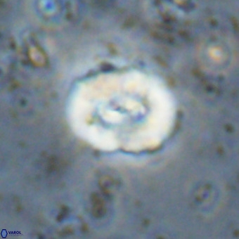 Watznaueria paenepelagicus VR 20479