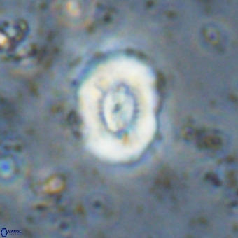 Watznaueria paenepelagicus VR 20481